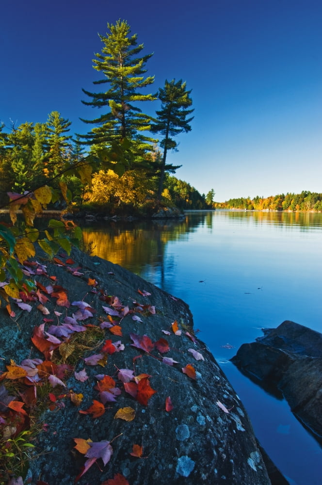 Leaves On Rock Killarney Provincial Park Ont Canvas Art - Mike Grandmaison Design Pics (24 x 36)