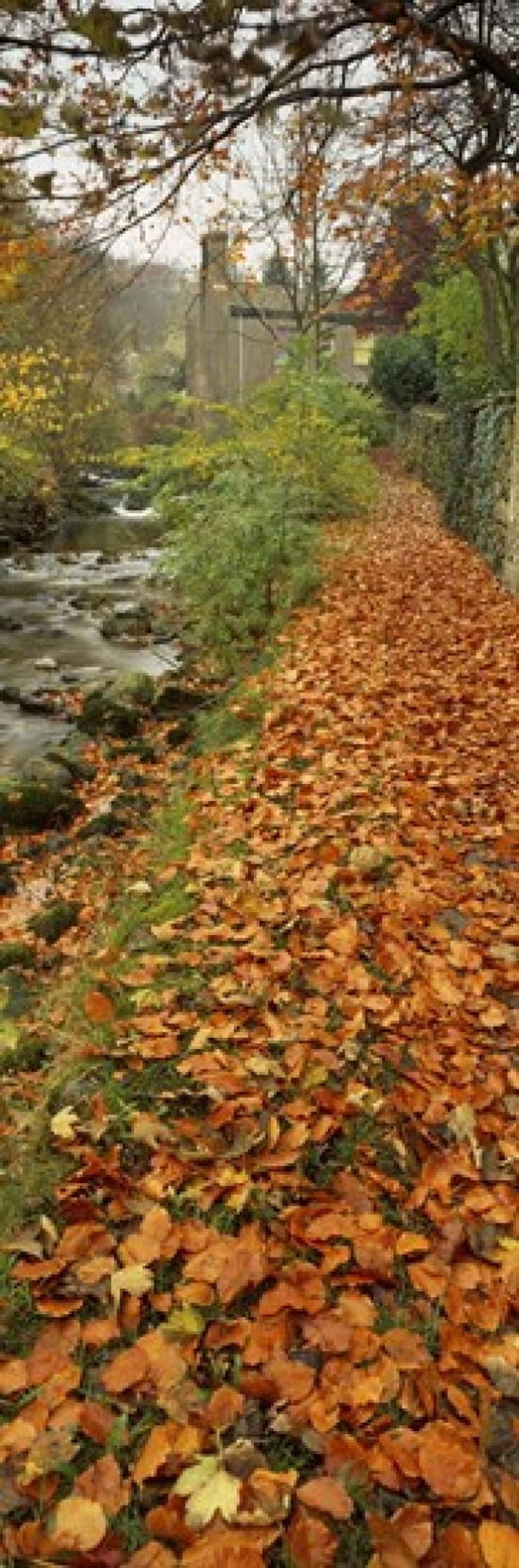 Leaves On The Grass In Autumn Sneaton North Yorkshire England United Kingdom Canvas Art - Panoramic Images (18 x 6)