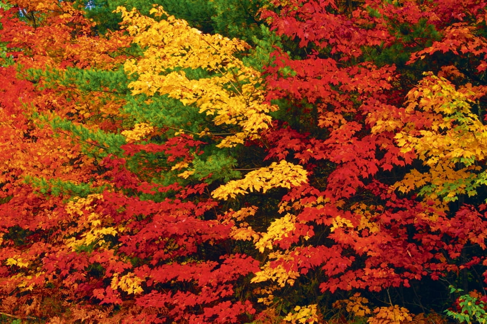 Leaves On Trees Changing Colour Killarney District Ontario Canvas Art - Mike Grandmaison Design Pics (34 x 22)