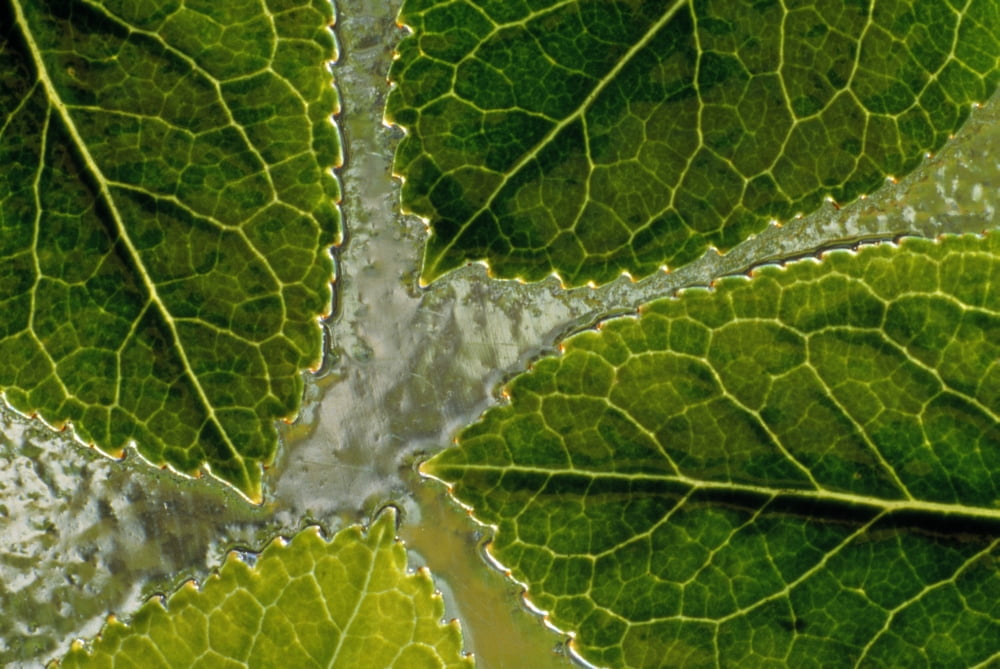 Leaves On Water Canvas Art - Natural Selection Chris Pinchbeck  Design Pics (36 x 24)