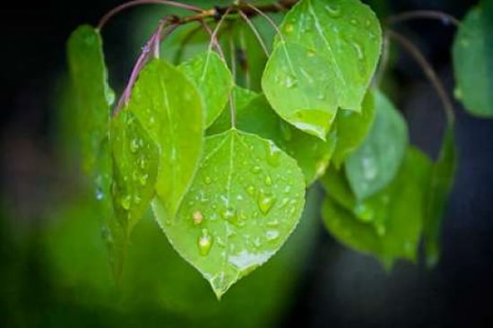 Leaves Today Canvas Art - Roberta Murray (24 x 36)
