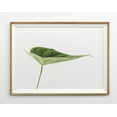 thumbnail image 1 of Leaves Tropical Print Botanical Print Tropical Leaf Wall Print Botanical Palm Leaf Print Modern Decor Wall Art, Modern Wall Decor, 8x12 UNFRAMED, 1 of 2