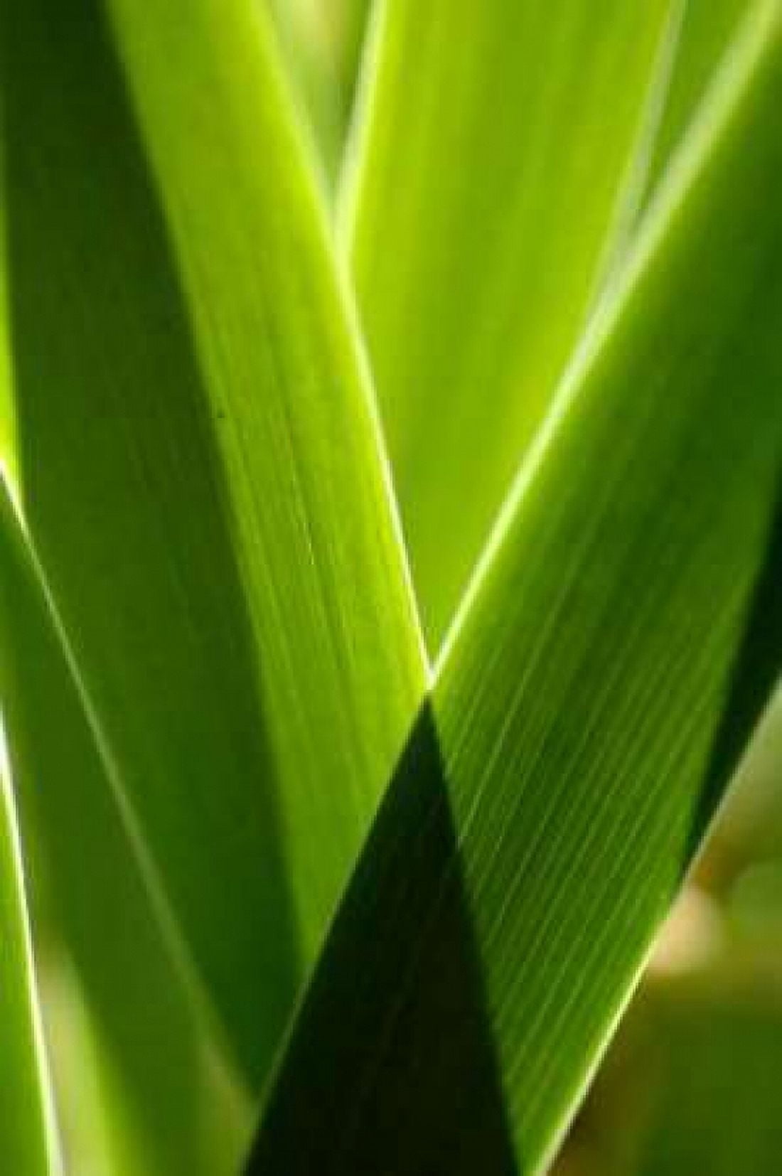 Leaves and Light II Canvas Art - Erin Berzel (24 x 36)