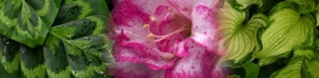Leaves and flowers Canvas Art - Panoramic Images (20 x 5)