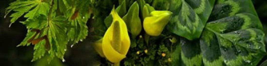 Leaves and flowers Canvas Art - Panoramic Images (20 x 5)