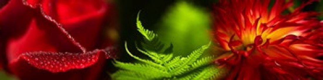 Leaves and flowers Canvas Art - Panoramic Images (40 x 10)