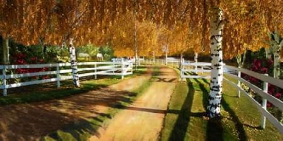Leaves of Change Canvas Art - David M Maclean (24 x 48)