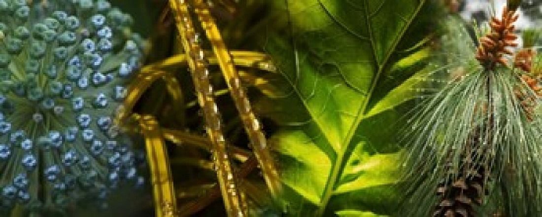 Leaves with rain drops Canvas Art - Panoramic Images (30 x 12)