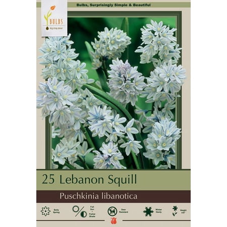 Lebanon Striped Squill - 25 Bulbs - Puschkinia libanotica - 6/+ cm Bulbs