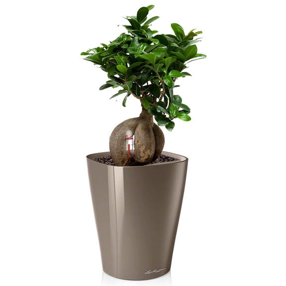 DELTINI Shiny Taupe High Gloss, Self-watering Small Indoor Planter, H7.5 L5.9 W5.9 in