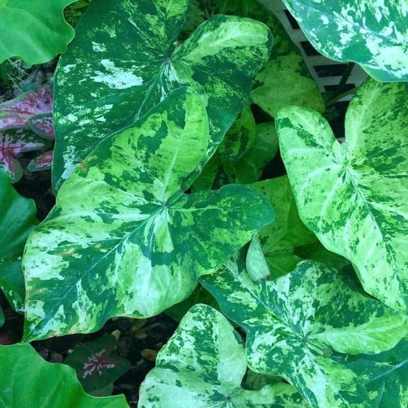 Lee Stokes Caladium Bulbs for Planting - Perennial Hosta, Elephant Ears, Fancy (2 Bulbs)