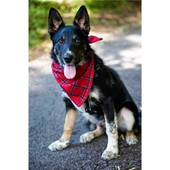 Lee Valley Flannel Dog Bandana - Red Tartan Royal Stewart
