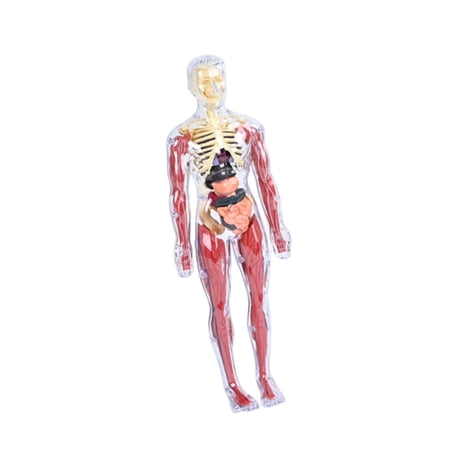 LeeQinersw 19 Pieces Clear Human Body Structure Model Educational Science Tool Removable 3D style A