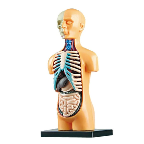 LeeQinersw 3D Science Human Body Torso Model Removable Internal Organs Educational DIY Toys