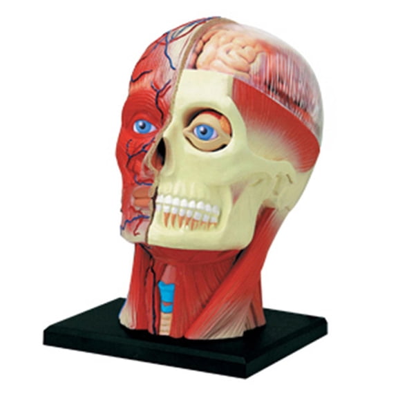 LeeQinersw 4D Assembled Humans Skeleton Anatomical Model, Education Toy Teaching Anatomical