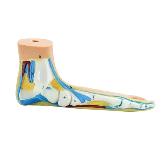LeeQinersw Anatomical Foot Model with Digital Signs Anatomy Foot Model Life Size Human Foot Flatfoot