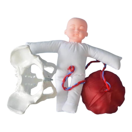 LeeQinersw Anatomical Model of The Female Pelvis for Education, Study, Scientific Education