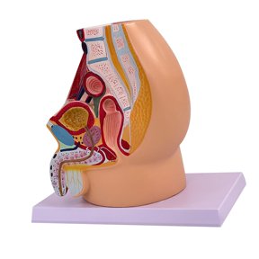 LeeQinersw Anatomical Model of The Pelvis, Reproductive Organs, Urinary Tract, Reproductive Male