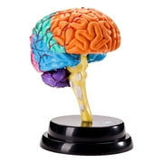 LeeQinersw Brain Model Anatomy Human Organ Puzzle 4D Tool Human Brain Model for Biology