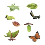 LeeQinersw Butterfly Moth Life Cycle Figures 4 Stages of Butterfly & Moth Biology Cognitive