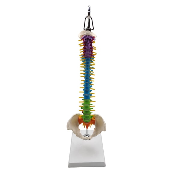 LeeQinersw Colored Human Spine Model Study Model Spinal Cord for Classroom with Pelvis with Pelvis Hanging