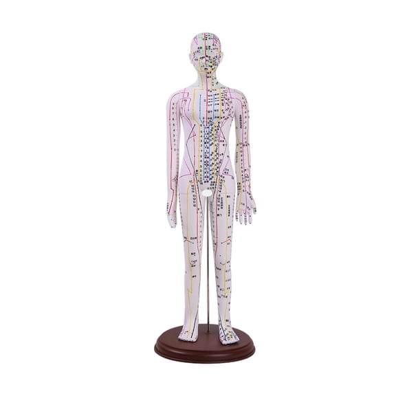 LeeQinersw Human Body Model PVC with Scale Teaching Tool Professional Clear Mannequin White Female