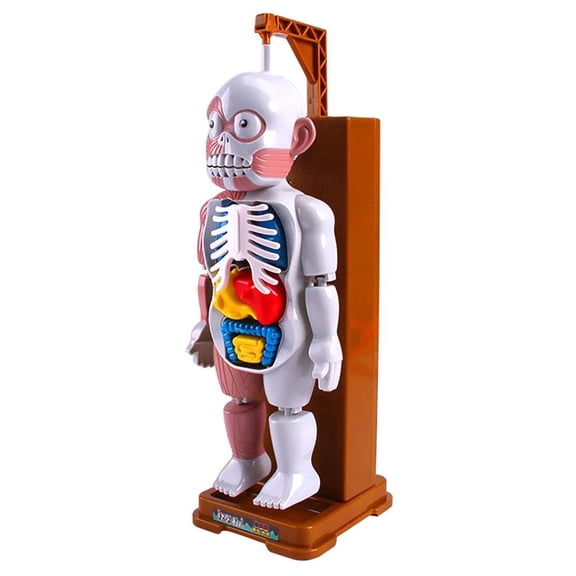 LeeQinersw Human Body Model Playset Puzzle Games Science Toys Tricks Halloween Favors Party