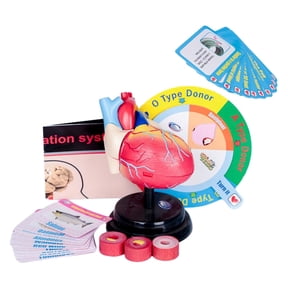 LeeQinersw Human Heart Model Professional Assemble Accurate Life Size Human Heart Structure