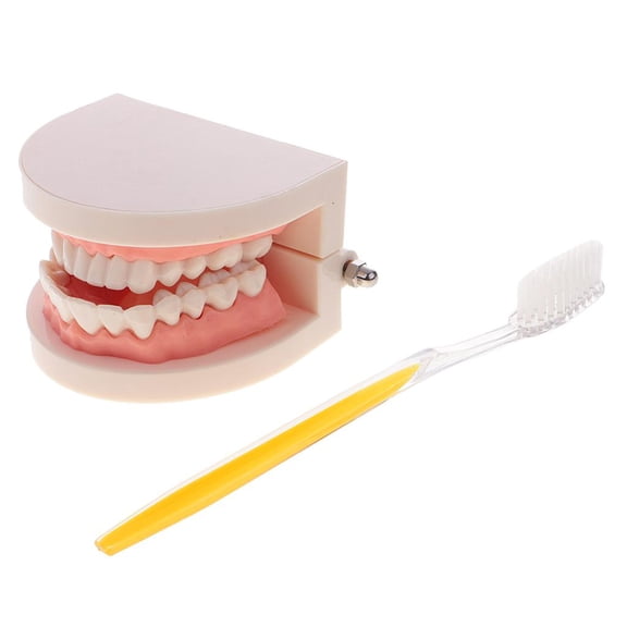 LeeQinersw Kits - 1:1 Human Model w/Toothbrush School Teaching Aid Fixation-6.5x8 x5.4cm as