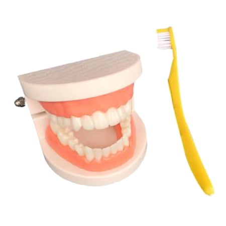 LeeQinersw Model Simulation Toys Brushing Tooth Early Learning Oral Cognitive for Preschool