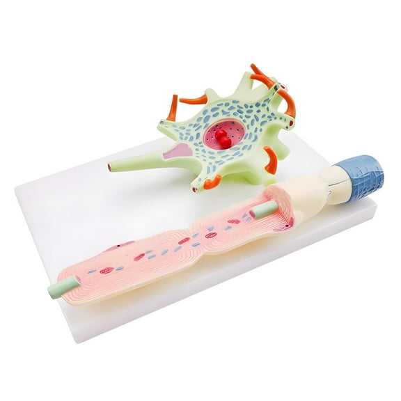 LeeQinersw Neuronal Model with Base Teaching Aids Neuron Amplification Model Organ Teaching