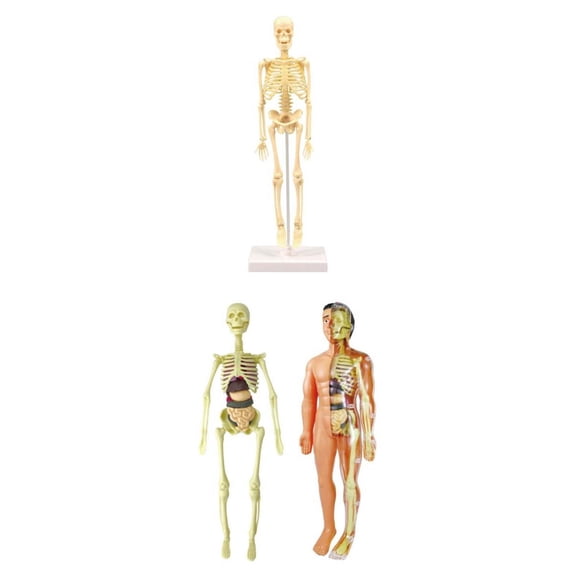 LeeQinersw lahomia 3pcs Human Anatomical Anatomy Skeleton Model Education Display