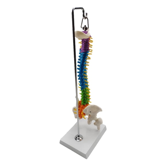 LeeQinersw teaching supplies models spine skeleton with Pelvis Femur
