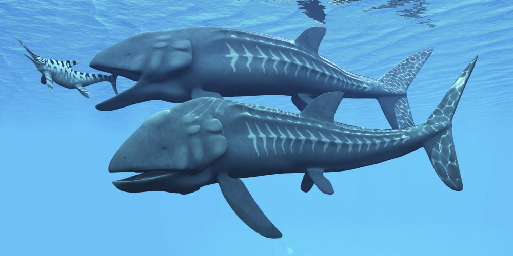 Leedsichthys fish about to swallow an Ichthyosaurus marine reptile Canvas Art - Corey FordStocktrek Images (40 x 20)