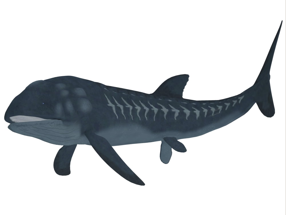 Leedsichthys is an extinct bony fish from the Mesozoic Era Canvas Art - Corey FordStocktrek Images (33 x 25)