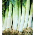 thumbnail image 1 of Leek, American Flag Leek Seeds, Non GMO, 200 Seeds PER Package, Great for Soups, Stews, Salads Or As A Garnish. Large American Flag Seeds Produce Leeks with Large Stems and Leaves., 1 of 1