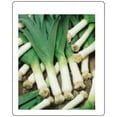 thumbnail image 1 of Leek Large American Flag Great Heirloom Garden Vegetable 300 Seeds, 1 of 1