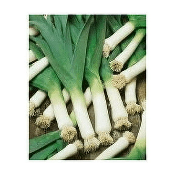 Leek Large American Flag Great Heirloom Garden Vegetable by Seed Kingdom Bulk 1/4 Lb Seeds