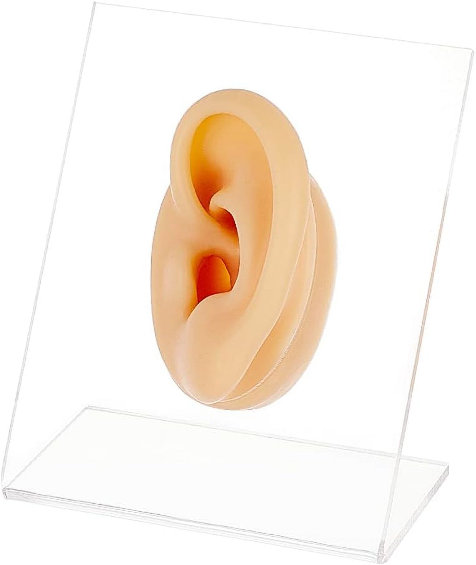 Left Ear Displays Model Silicone Ear Model Rubber Ear Silicone Flexible ...