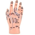 Left Hand Acupuncture Point Model Hand Acupoint Massage Reflection Area