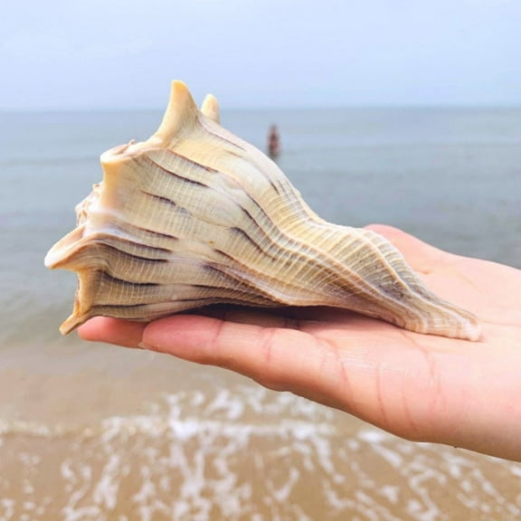 Left Handed Conch Shell 15 to 16CM Blowable Horn Sacred Offering Shell Ritual Decor Soundable Ocean Craft Display