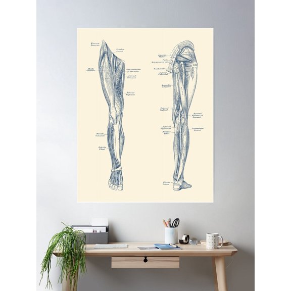 Leg Muscular System - Dual-View - Vintage Anatomy Print Poster Wall Art, Modern Wall Decor For Living Room Bedroom, 24x36 UNFRAMED