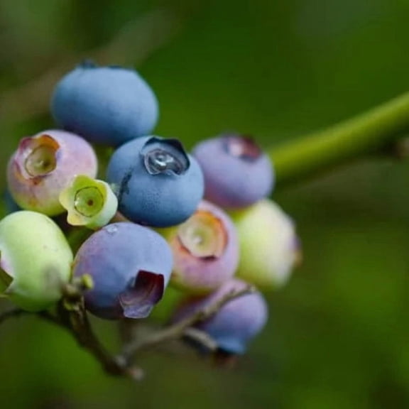 Legacy Blueberry Live Bush 2 Gallon