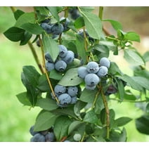 Legacy Blueberry Plant - Live Plant in a 2 Inch Growers Pot - Vaccinium - Edible Fruit Bearing Tree for The Patio and Garden