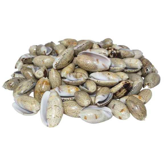 U.S. Shell, Olive Shells