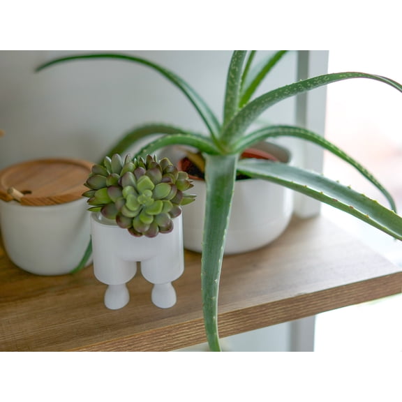 Clever Contraptions Leggi Succulent & Cactus Planter Pot – Small