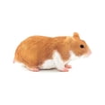 thumbnail image 1 of Legler MOJO Hamster Plastic Animal Figure, 1 of 6
