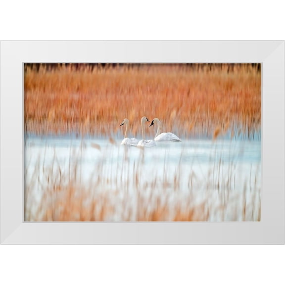 Lei, Leanne 14x11 White Modern Wood Framed Museum Art Print Titled - Three white swans