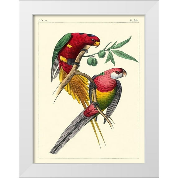 Lemaire, C.L. 19x24 White Modern Wood Framed Museum Art Print Titled - Small Lemaire Parrots III