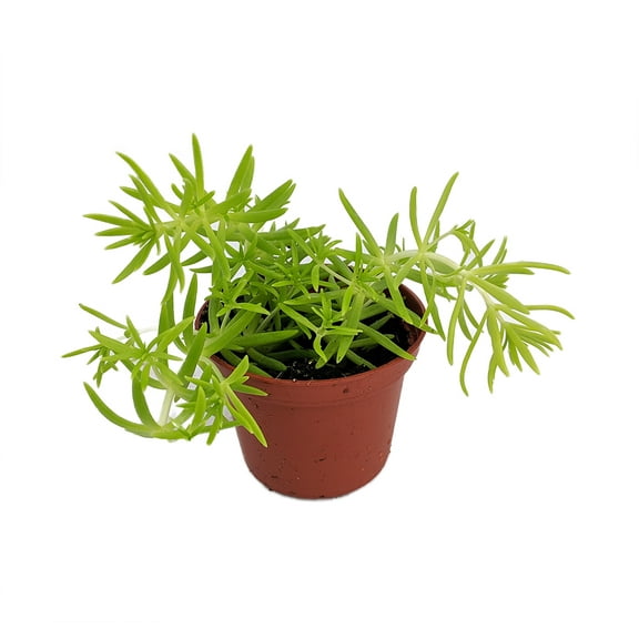 Lemon Ball Sedum - Stonecrop - 2.5" Pot - Indoors or Out